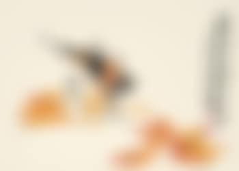 Bird and Flowers (preview)
