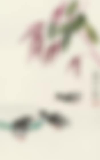 Ducks (preview)