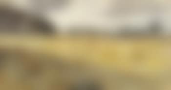 The cornfield (preview)