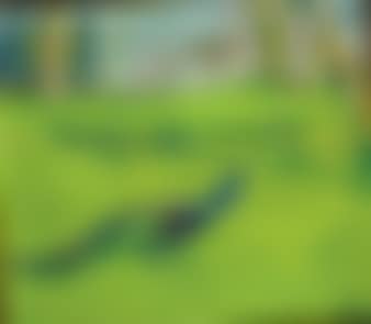 Paafugl i en Have / Peacock in a garden (preview)