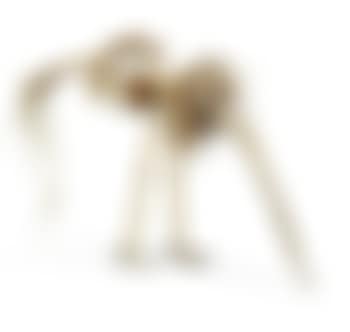 Fantastic Bird (preview)
