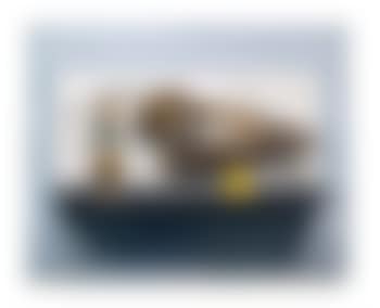 Still Life with Calf's Head (preview)