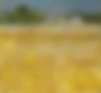 Stubble Field (preview)