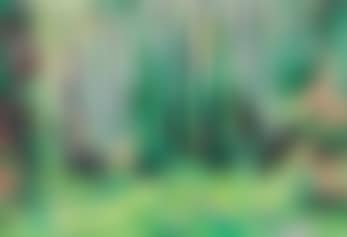 In the woods (preview)