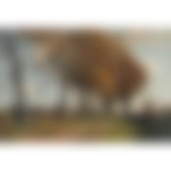 A peaceful sunlit landscape (preview)