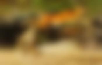 A Near Miss (preview)