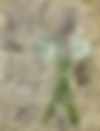 Composition (preview)