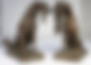 Paire de chiens de chasse assis (preview)