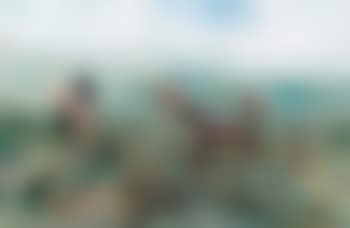 On the scent (preview)