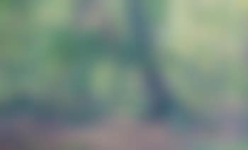 A forest in spring (preview)