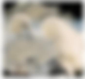 Senza titolo (preview)