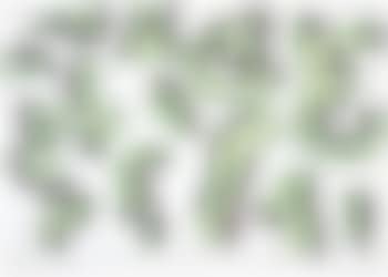 Verde nero (preview)