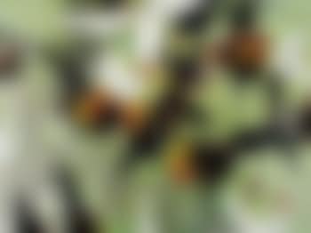 Chooks (preview)