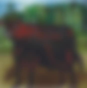 Bull (preview)