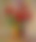 Weihnachssterne in der Vase (preview)
