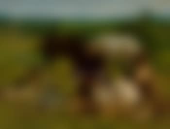 A gathering in the field (preview)