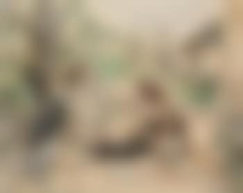 Spielende Kinder mit kleinem Hund (preview)