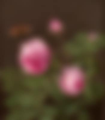 Rosenblüten mit Tautropfen und Schmetterling (preview)