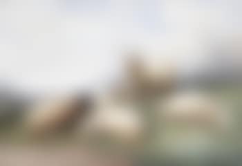 Sheep resting on a hillside (preview)