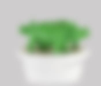 Three cloned green rhinos (preview)