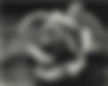 Rose and Driftwood (preview)