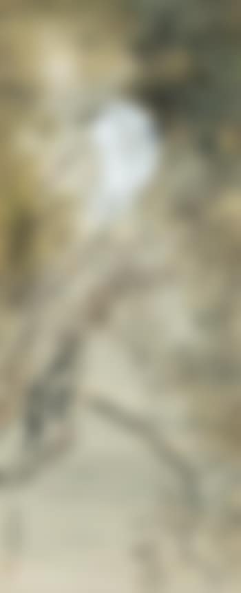 White Egret (preview)