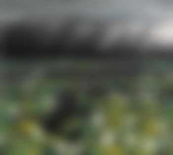 Lotus Pond (preview)
