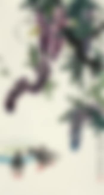 Wisteria And Duck (preview)