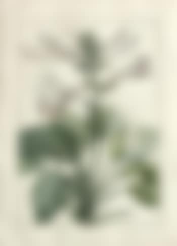 Liliaceae: Hemerocallis japonica (preview)