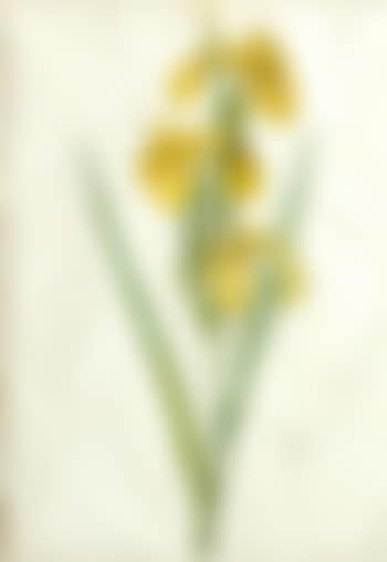 Liliaceae: Iris pseudocorus (preview)