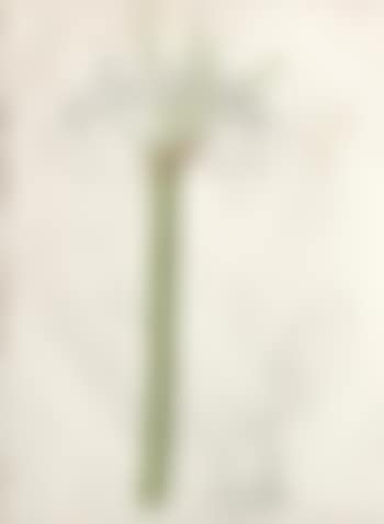 Liliaceae: Pancratium declinatum (preview)