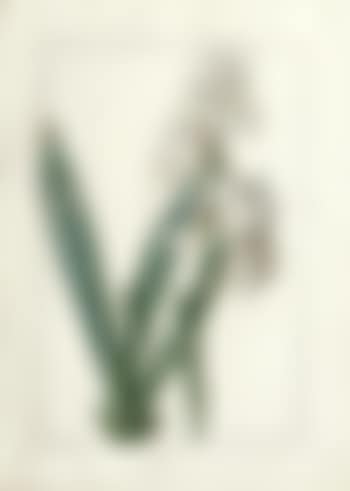 Liliaceae: Iris florentina (preview)