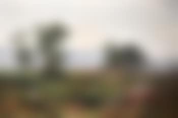 Morning mist in the meadow (preview)