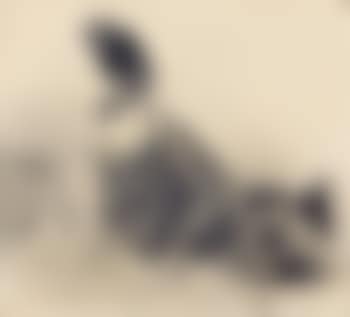 Garde Assis (preview)
