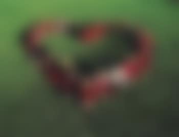 Untitled (Heart) (preview)