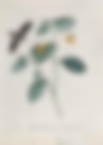Impatiens pedunculis multifloris solitariis (preview)