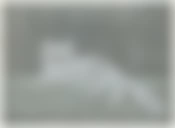 Le chat blanc (preview)