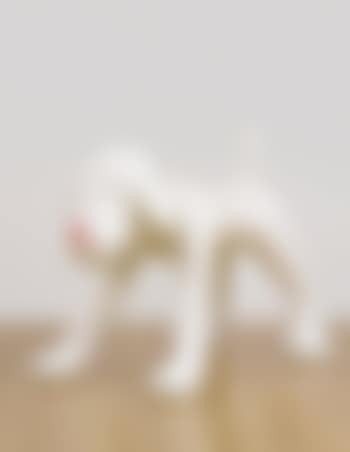 Your Dog (preview)