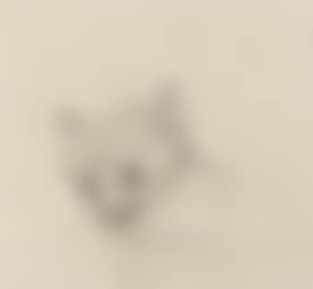 Tête de chaton (preview)