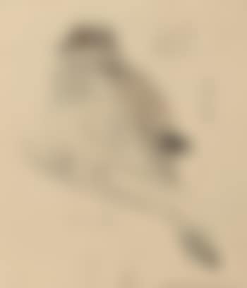 Moineau (preview)