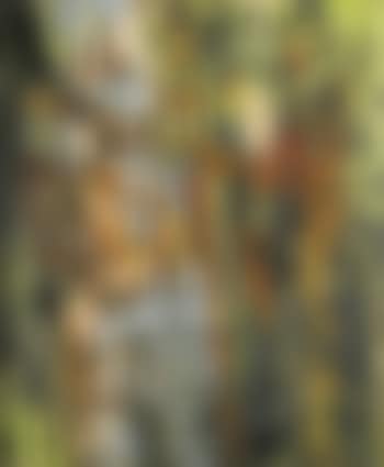Journey After Rain (preview)