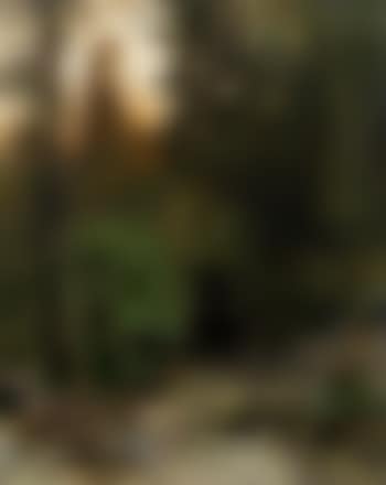 Waldlichtung mit Hirsch (preview)