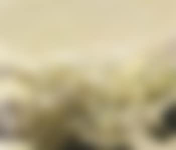 10.07.76 (preview)