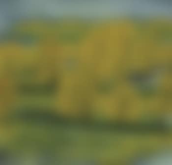 Autumn Landscape (preview)