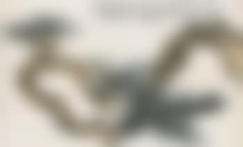 Longevity Pine (preview)