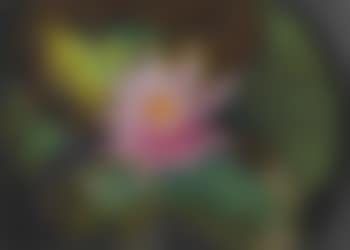 Pink Water Lily (preview)