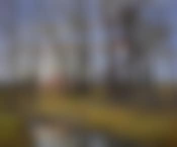 Woodland scene at sunset (preview)