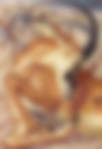 Dying Antelope (preview)