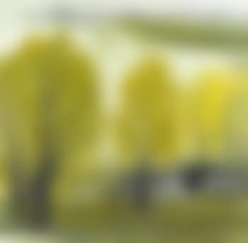 Weeping willows at the water's edge (preview)