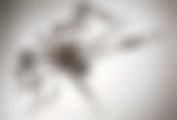 Spider (preview)